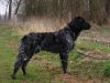 15_donar_(sem)_vh_exelseveld_aanlegproef_2008_148_klein.jpg