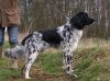 18_arthur_(igor)_aanlegproef_2008_151_klein.jpg
