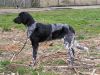 1_maja_(swiene)_vh_meekenesch_aanlegproef_2008_226_klein.jpg