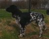 25_max_(django)_vd_stommeerpolderaanlegproef_2008_180_klein.jpg