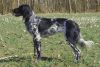 11_Alia_vom_Glockenwasser_aanlegproef_21-3-2009_037.jpg
