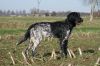 12_Fenja_v__t_Exelse_Veld_aanlegproef_21-3-2009_055.jpg