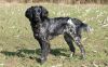 13_Frieda_v__t_Exelse_Veld_aanlegproef_21-3-2009_005.jpg
