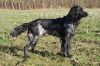 15_Floss_v__t_Exelse_Veld_aanlegproef_21-3-2009_115.jpg