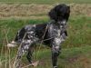 15_moritz_(max)_vh_meekenesch_aanlegproef_2008_009.jpg