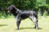 16_Finn_van_de_Stommeerpolder_clubmach_19-9-2010_376.jpg