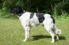19_Artos_van__t_Vriezebosch_clubmach_19-9-2010_140.jpg