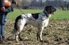 1_Dexel_v__t_Seijzenbrook_lente_aanlegproef2011_(174).jpg