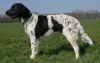 1_Jessie_v__t_Proostmeer_aanlegproef_21-3-2009_107.jpg