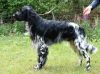 24_Ned_Kamp__Kalle_van_de_Stommeerpolder_clubmach_19-9-2010_609.jpg