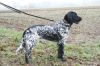 24_lJill_v__t_Exelseveld_ente_aanlegproef_2011.jpg
