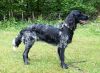 26_Artemis_Jade_of_Coopers_border_clubmach_19-9-2010_208.jpg