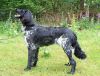 27_Artemis_Amethyst_of_Coopers_Border_clubmach_19-9-2010_048.jpg