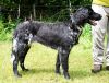 28_Artemis_Beryl_of_Coopers_Border_clubmach_19-9-2010_388.jpg