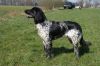 28_Aryana_v__Walborgh_aanlegproef_21-3-2009_179.jpg