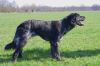 29_Alyssa_v__Walborgh_aanlegproef_21-3-2009_185.jpg