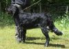 29_Gunn_van_de_Stommeerpolder_clubmach_19-9-2010_468.jpg