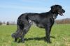 30_Amber_v__Walborgh_aanlegproef_21-3-2009_176.jpg