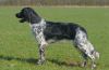 31_Ayla_vd_Schaarsheide_aanlegproef_21-3-2009_004.jpg