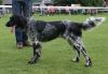 31_Justa_von_Haus_Emsing_clubmatch_28-6-2009_136_klein.jpg