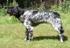 31_Mila_van_de_Stommeerpolder_clubmach_19-9-2010_407.jpg