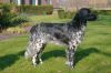 32_Anoeska_vd_Schaarsheide_aanlegproef_21-3-2009_014.jpg