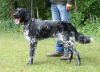34_Ayka_van__t_Vriezebosch_clubmach_19-9-2010_233.jpg