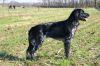 34_Vrommes_(Arras)_v__Dorka_s_Plek_aanlegproef_21-3-2009_022.jpg