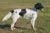 36_Anna_v__Dorka_s_Plek_aanlegproef_21-3-2009_025.jpg