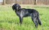 37_Franka_v__t_Exelse_Veld_aanlegproef_21-3-2009_048.jpg