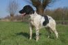 3_Jente_v__t_Proostmeer_aanlegproef_21-3-2009_080.jpg