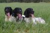 3_generaties_Hlly_Jazz,_Django_en_Floris.jpg