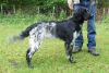 40_Fenja_van__t_Exelse_veld_clubmach_19-9-2010_037.jpg