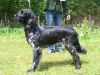 42_Arras_van_Dorka_s_Plek_clubmach_19-9-2010_347.jpg
