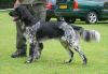 45_Anoeska_van_de_Schaarsheide_clubmatch_28-6-2009_162_klein.jpg