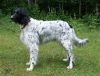 45_Layka_van__t_Burchtbos;_clubmach_19-9-2010_077.jpg
