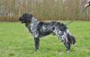 4_Baron_Storm_von_Cayer_Blanck_120331vj_(132).jpg