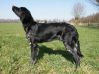 4_Jiska_v__t_Proostmeer_aanlegproef_21-3-2009_094.jpg