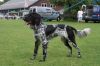 51_Alia_vom_Glockenwasser_clubmatch_28-6-2009_124_klein.jpg