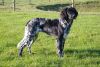 6_Lizzy_v_d__Stommeerpolder.jpg