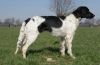 7_Joyce_v__t_Proostmeer_aanlegproef_21-3-2009_119.jpg