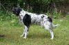 8_Dyan_van_het_Meekenesch_clubmach_19-9-2010_640~0.jpg