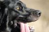 Abby_von_Cayer_Blanck_close_up.jpg