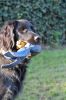 Barones_Meggie_von_Cayer_Blanck_16-01-2012.jpg