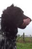 Buddy_van_Wieger_v_d_Sluis.PNG