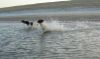 DSC02171_JPG_Bodana,_Bantu,_Blizzy_van_links_naar_rechts.jpg