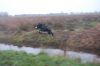 Daya_jumping_over_the_water.JPG