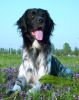Django_tussen_hondsdraf_(61).JPG