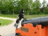 Ginnie_van_de_Stommmerpolder_vakantie_2013_zeeland_099.jpg