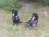 HUNTER_EN_DAISY_VAN__T_EXELSEVELD.jpg